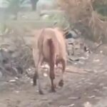 गौमाता में मारी कुल्हाड़ी, खून बहाती और कुल्हाड़ी लटकाते हुए घूमती रही गाय