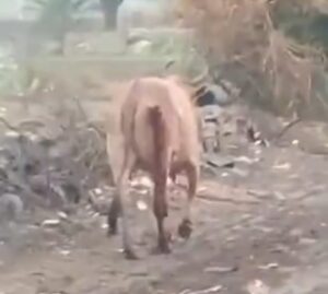 गौमाता में मारी कुल्हाड़ी, खून बहाती और कुल्हाड़ी लटकाते हुए घूमती रही गाय