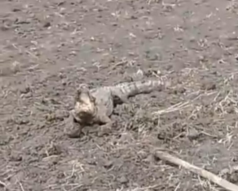 लो जी आने लगे मगरमच्छ: इस बार ग्रामीण क्षेत्र का भ्रमण