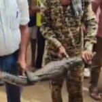 इस बारिश में पहली बार शहर में निकला जूनियर मगरमच्छ