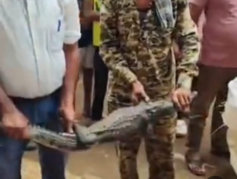 इस बारिश में पहली बार शहर में निकला जूनियर मगरमच्छ