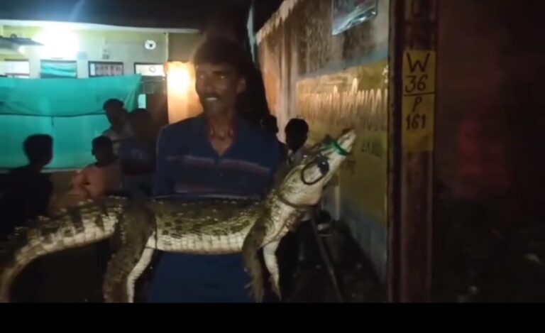 मध्यप्रदेश का एक ऐसा शहर, जहां गोद में लेकर घूमते हैं, मगरमच्छ को