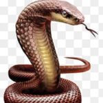 दो अलग-अलग स्थानों पर दो महिलाओं को सौंप ने डसा, एक की मौत