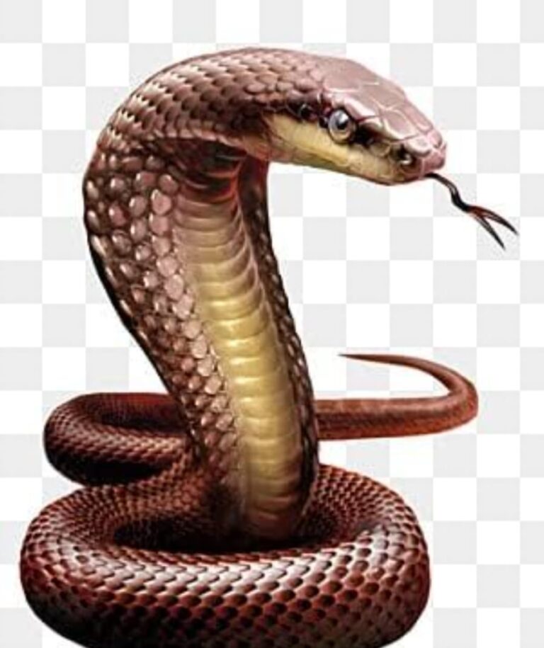 दो अलग-अलग स्थानों पर दो महिलाओं को सौंप ने डसा, एक की मौत