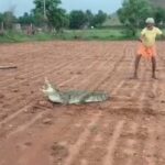 मगरमच्छ अब शहर से गांव की ओर, अन्नदाता की जान को खतरा