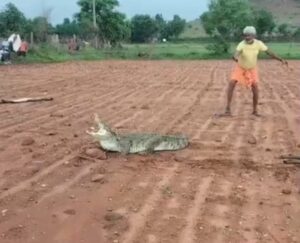 मगरमच्छ अब शहर से गांव की ओर, अन्नदाता की जान को खतरा