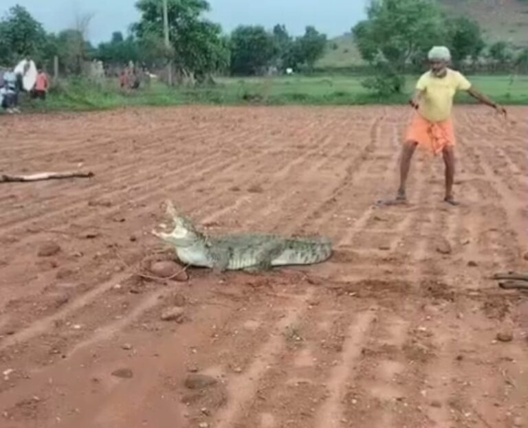 मगरमच्छ अब शहर से गांव की ओर, अन्नदाता की जान को खतरा