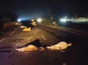 हाइवे पर फिर बना गौवंश के लिए काल, कोलारस में 6 गायों को रौंदा