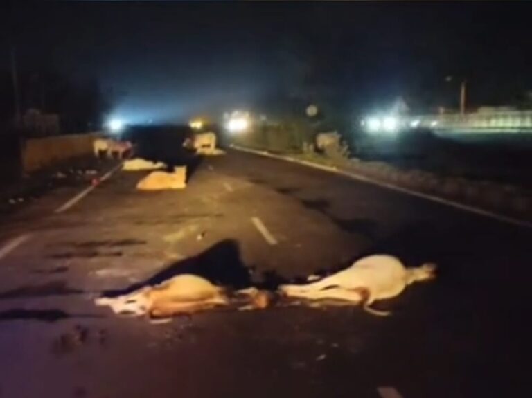 हाइवे पर फिर बना गौवंश के लिए काल, कोलारस में 6 गायों को रौंदा