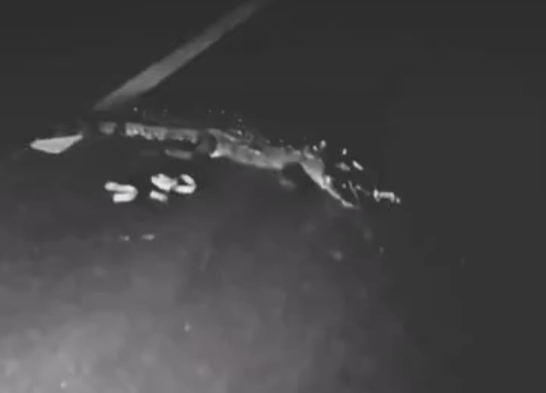 शिवपुरी-झांसी लिंक रोड पर रात के अंधेरे में मगरमच्छ को अज्ञात वाहन ने कुचला