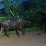 जंगल से 60 भैंस हांक ले गए चोर, 15 किमी पैदल जंगल में घूमे ग्रामीण, 53 मिलीं, 7 अभी भी गायब