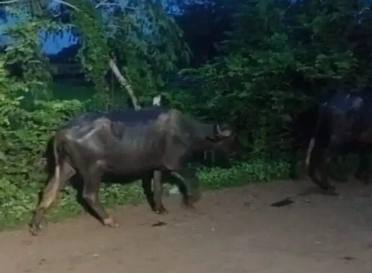 जंगल से 60 भैंस हांक ले गए चोर, 15 किमी पैदल जंगल में घूमे ग्रामीण, 53 मिलीं, 7 अभी भी गायब