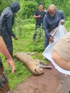 बेमौत मर रहे तेंदुए, बडौदे के पास हाइवे किनारे मिला मृत तेंदुआ