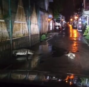 बर्फ फैक्ट्री के पास पुलिया पर घूमते नजर आए दो विशालकाय मगरमच्छ