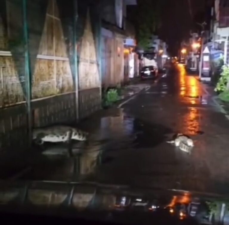 बर्फ फैक्ट्री के पास पुलिया पर घूमते नजर आए दो विशालकाय मगरमच्छ