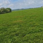 चांदपाठा में छाई जलकुंभी पर नाराज हाईकोर्ट, 5 अगस्त को जिम्मेदार अधिकारी किए तलब