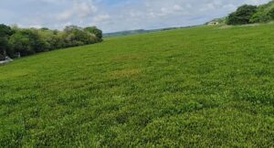 चांदपाठा में छाई जलकुंभी पर नाराज हाईकोर्ट, 5 अगस्त को जिम्मेदार अधिकारी किए तलब