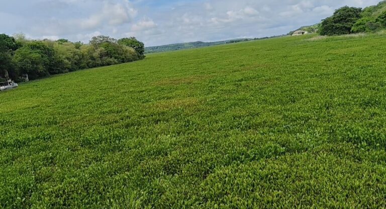 चांदपाठा में छाई जलकुंभी पर नाराज हाईकोर्ट, 5 अगस्त को जिम्मेदार अधिकारी किए तलब