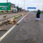 गोशाला में करोड़ों खर्च, हाइवे पर दम तोड़ रहा गौवंश, जिम्मेदार मौन
