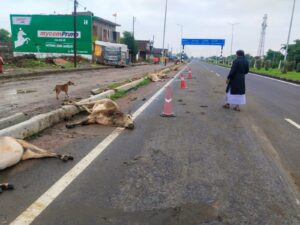 गोशाला में करोड़ों खर्च, हाइवे पर दम तोड़ रहा गौवंश, जिम्मेदार मौन