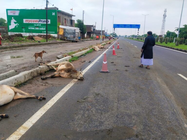 गोशाला में करोड़ों खर्च, हाइवे पर दम तोड़ रहा गौवंश, जिम्मेदार मौन