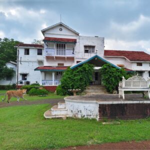बॉम्बे कोठी का जंगल बना मादा तेंदुआ का प्रसूति गृह, बच्चों को शिकार की ट्रेनिंग भी इसी जंगल में