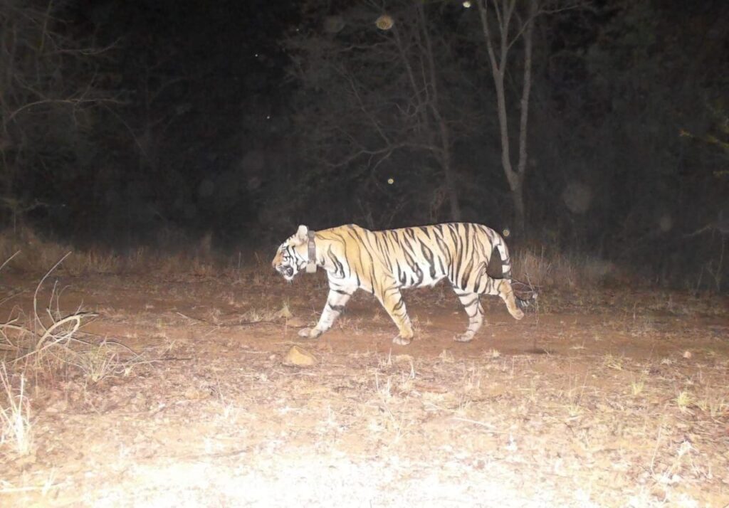 टाइगर से जागी टूरिज्म की आस: ताज के बाद ओबेरॉय व रेडिसन ग्रुप में जंगल में खरीदी जमीन