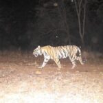 टाइगर से जागी टूरिज्म की आस: ताज के बाद ओबेरॉय व रेडिसन ग्रुप में जंगल में खरीदी जमीन