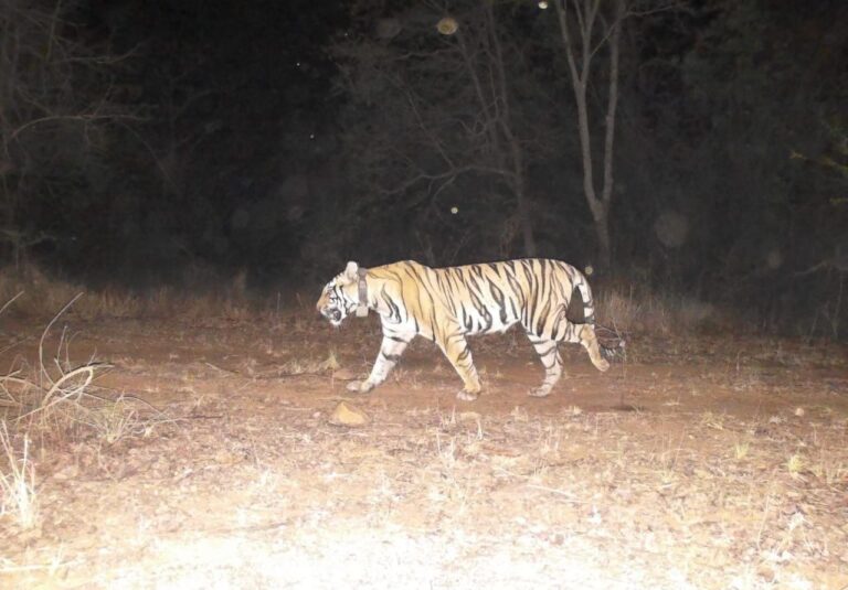 टाइगर से जागी टूरिज्म की आस: ताज के बाद ओबेरॉय व रेडिसन ग्रुप में जंगल में खरीदी जमीन