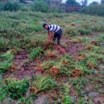 बेमौसम बारिश कटी फसल को नुकसान, मूंगफली उखाड़ने में मददगार, अगली फसल से बड़ी आस