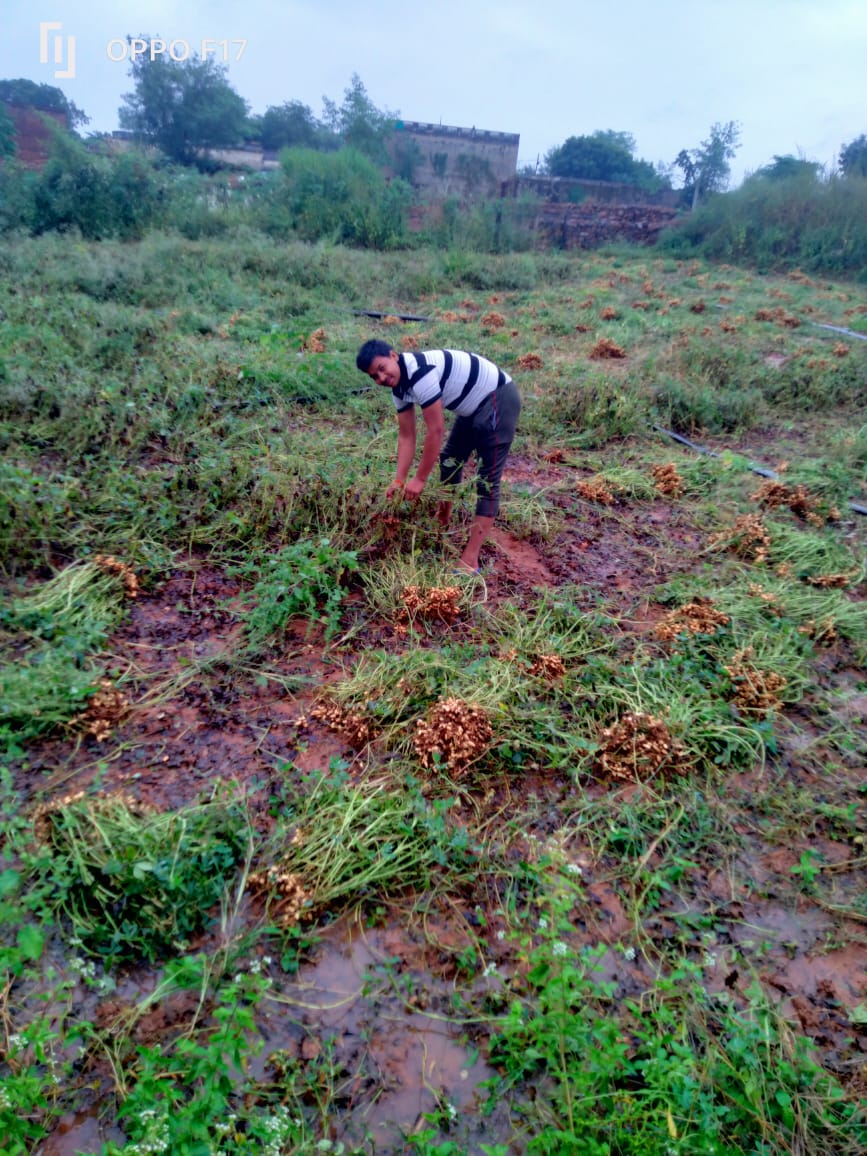 बेमौसम बारिश कटी फसल को नुकसान, मूंगफली उखाड़ने में मददगार, अगली फसल से बड़ी आस