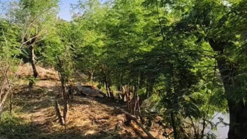 नालों की गंदगी से निकलकर सिंघाड़े के पानी वाले खेत में आ रहे मगरमच्छ, नहीं कर पा रहे सिंघाड़े का उत्पादन