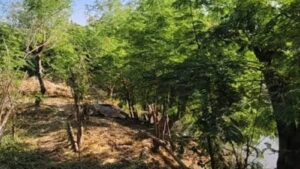 नालों की गंदगी से निकलकर सिंघाड़े के पानी वाले खेत में आ रहे मगरमच्छ, नहीं कर पा रहे सिंघाड़े का उत्पादन