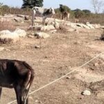 अभी तक गौवंश पर हो रही थी राजनीति, अब जमीन कब्जाने में हो रहा उपयोग, कई गाय मृत