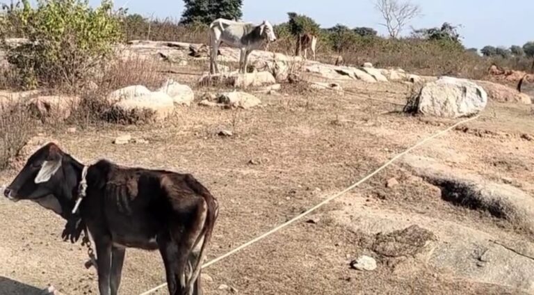 अभी तक गौवंश पर हो रही थी राजनीति, अब जमीन कब्जाने में हो रहा उपयोग, कई गाय मृत