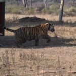 शिकार हुई मादा टाइगर की भरपाई: बांधवगढ़ से लाई गई मादा टाइगर को माधव टाइगर रिजर्व शिवपुरी में छोड़ा