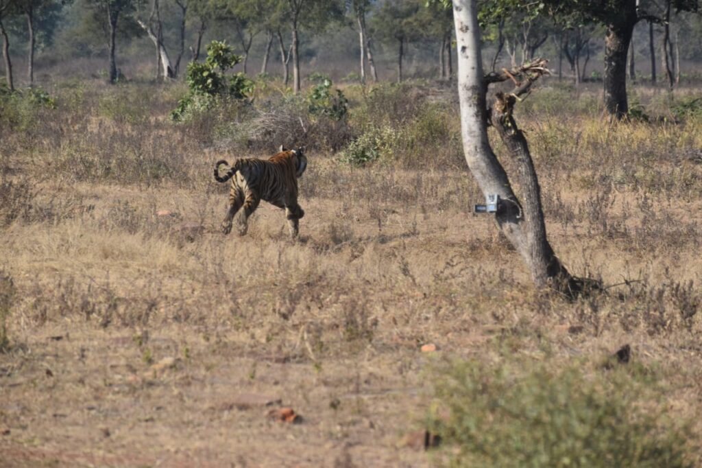 सतनबाड़ा के डोंगर में बाघिन ने किया ग्रामीण पर हमला, नेशनल पार्क व फॉरेस्ट की टीमें पहुंचीं