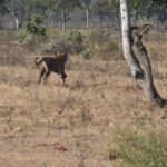 सतनबाड़ा के डोंगर में बाघिन ने किया ग्रामीण पर हमला, नेशनल पार्क व फॉरेस्ट की टीमें पहुंचीं