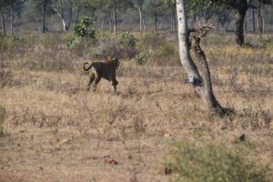 सतनबाड़ा के डोंगर में बाघिन ने किया ग्रामीण पर हमला, नेशनल पार्क व फॉरेस्ट की टीमें पहुंचीं