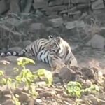 अमोला पुल पर पहुंची एमटी-6 बाघिन को देखकर बाइक पटक कर भागा युवक, ट्रक से टकराने से बचा