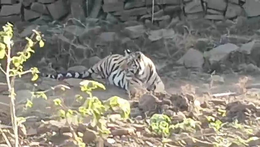 अमोला पुल पर पहुंची एमटी-6 बाघिन को देखकर बाइक पटक कर भागा युवक, ट्रक से टकराने से बचा