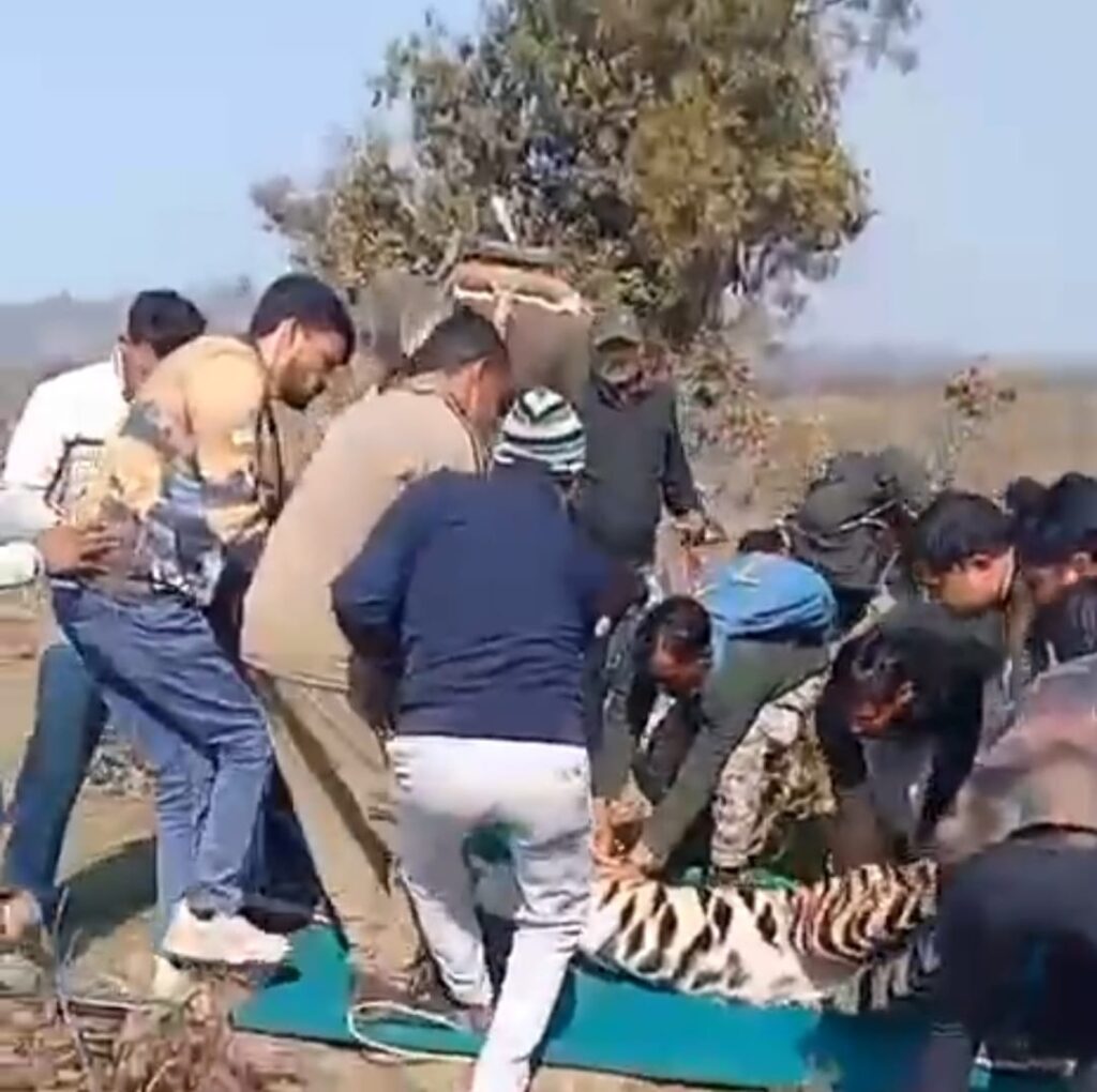 हाथी पर सवार होकर रिहायशी इलाकों में दहशत फैला रही बाघिन को किया ट्रेंकुलाइज, बेहोशी हालत में लाए पार्क में