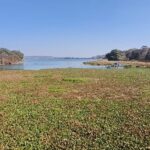 रामसर साइट में शामिल चाँदपाठा झील में नहीं रुक रही सीवर की गंदगी, हाईकोर्ट ने लगाई फटकार, तो जलकुंभी होने लगी साफ