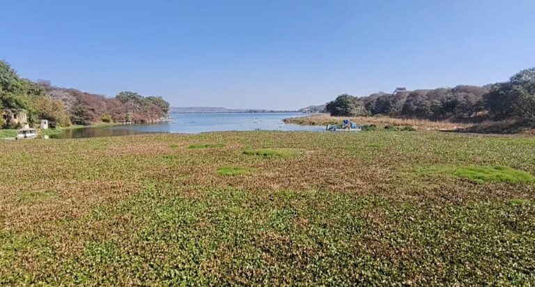 रामसर साइट में शामिल चाँदपाठा झील में नहीं रुक रही सीवर की गंदगी, हाईकोर्ट ने लगाई फटकार, तो जलकुंभी होने लगी साफ