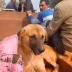 बेजुबान ने दिखाई बफ़दारी: पीएम के लिए ट्रॉली से ले जा रहे थे शव के साथ सवार हुआ पालतू कुत्ता