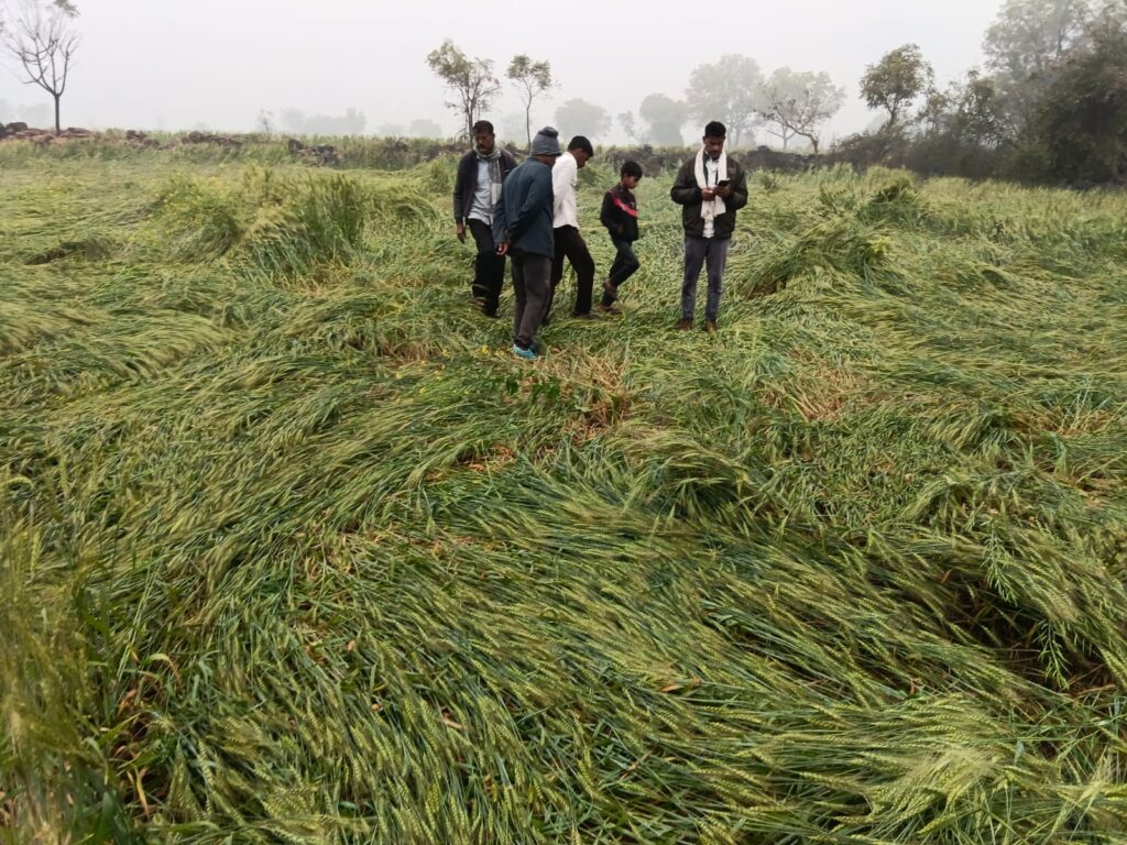 ईश्वर भी किसान को ही दे रहा सजा, बारिश के बीच ओलावृष्टि से हुआ सभी फसलों को नुकसान