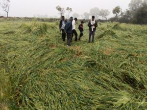 ईश्वर भी किसान को ही दे रहा सजा, बारिश के बीच ओलावृष्टि से हुआ सभी फसलों को नुकसान