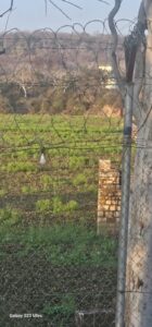 घसारही में जलकुंभी ने सुखाया पानी, तालाब की जगह नजर आने लगा खेत, हाईकोर्ट में 24 फरवरी को होगी सुनवाई