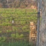 घसारही में जलकुंभी ने सुखाया पानी, तालाब की जगह नजर आने लगा खेत, हाईकोर्ट में 24 फरवरी को होगी सुनवाई