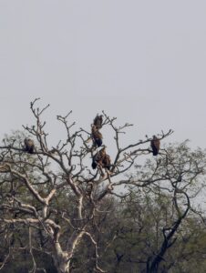 शिवपुरी में मिले 735 गिद्ध, आबादी न बढ़ने से सड़ांध मारते हैं जिले से गुजरे दोनों हाईवे